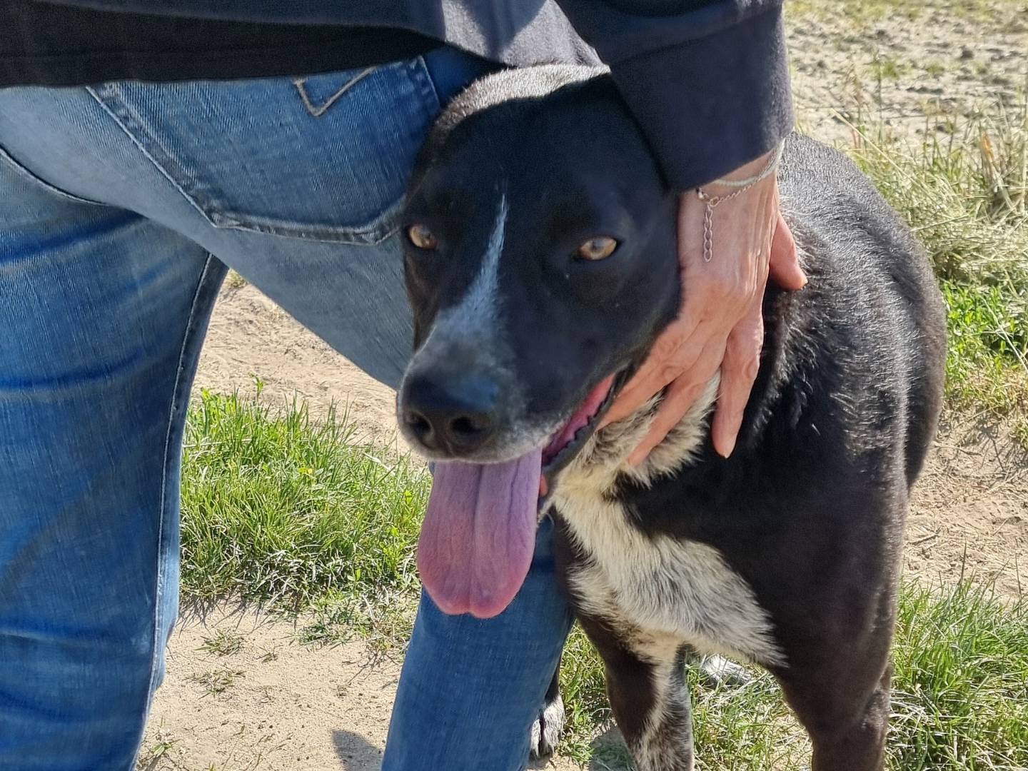 Adotta un cane, maschio, 3 anni  e 11 mesi , Pavia