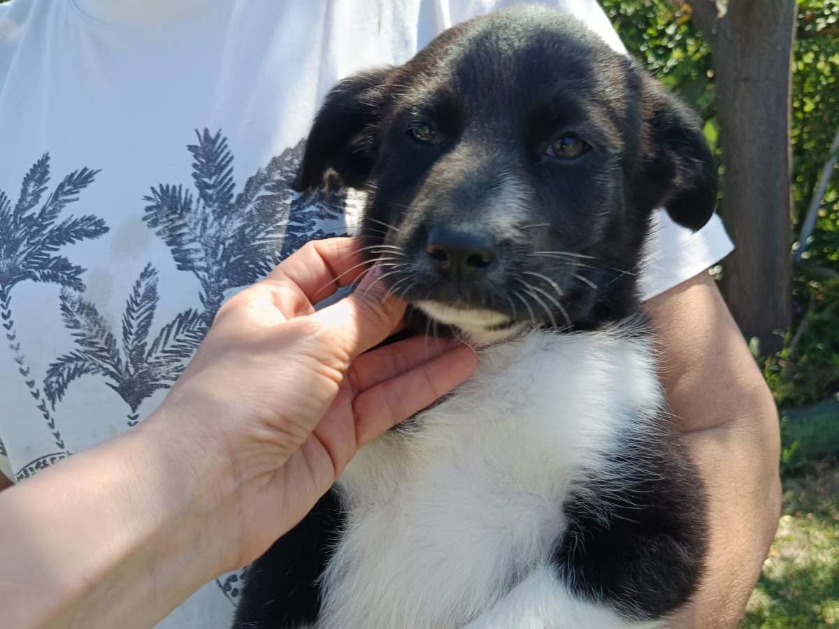 Adotta un cane, femmina, 1 mesi, Catanzaro