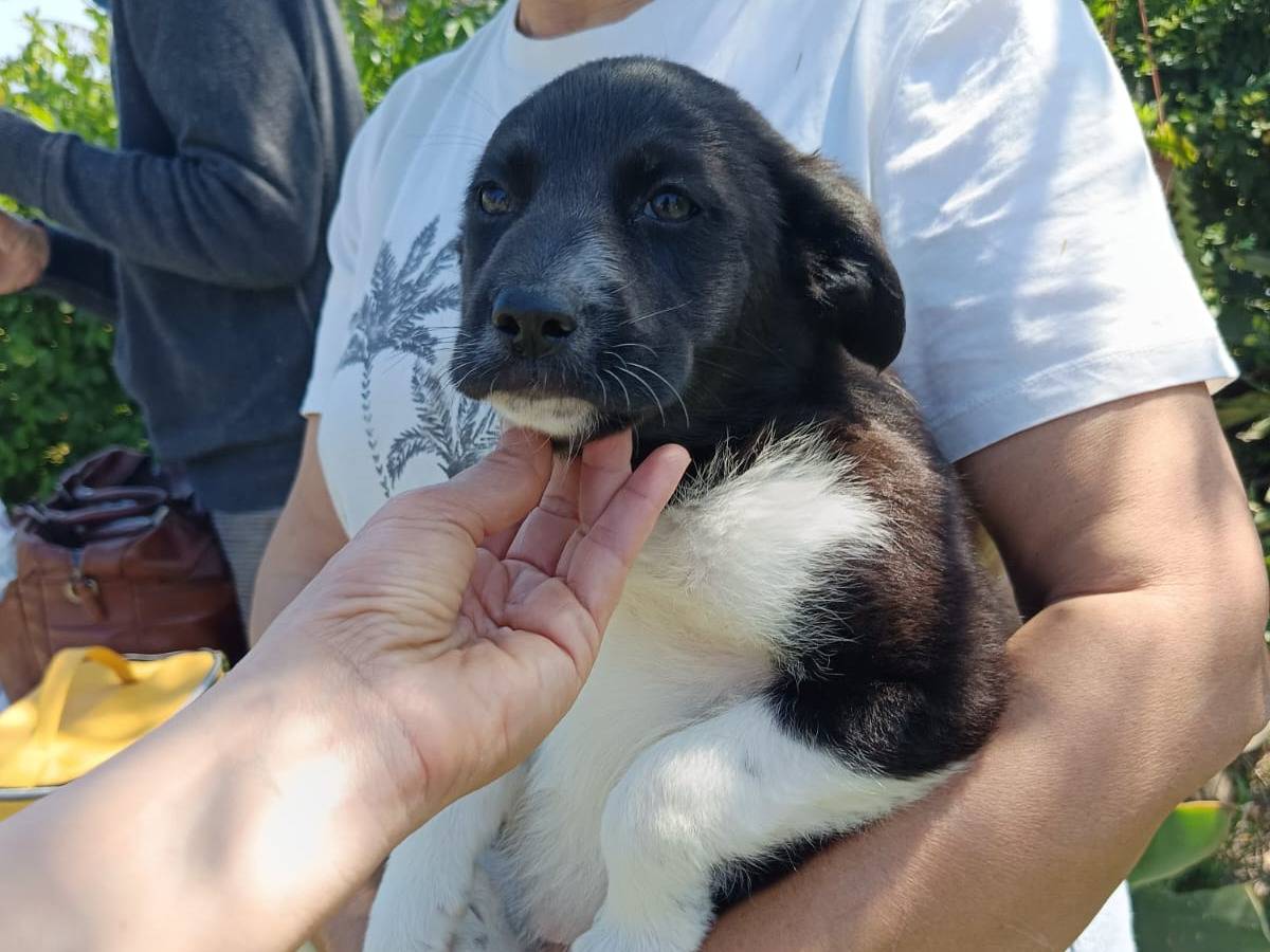 Adotta un cane, taglia media, femmina, Catanzaro
