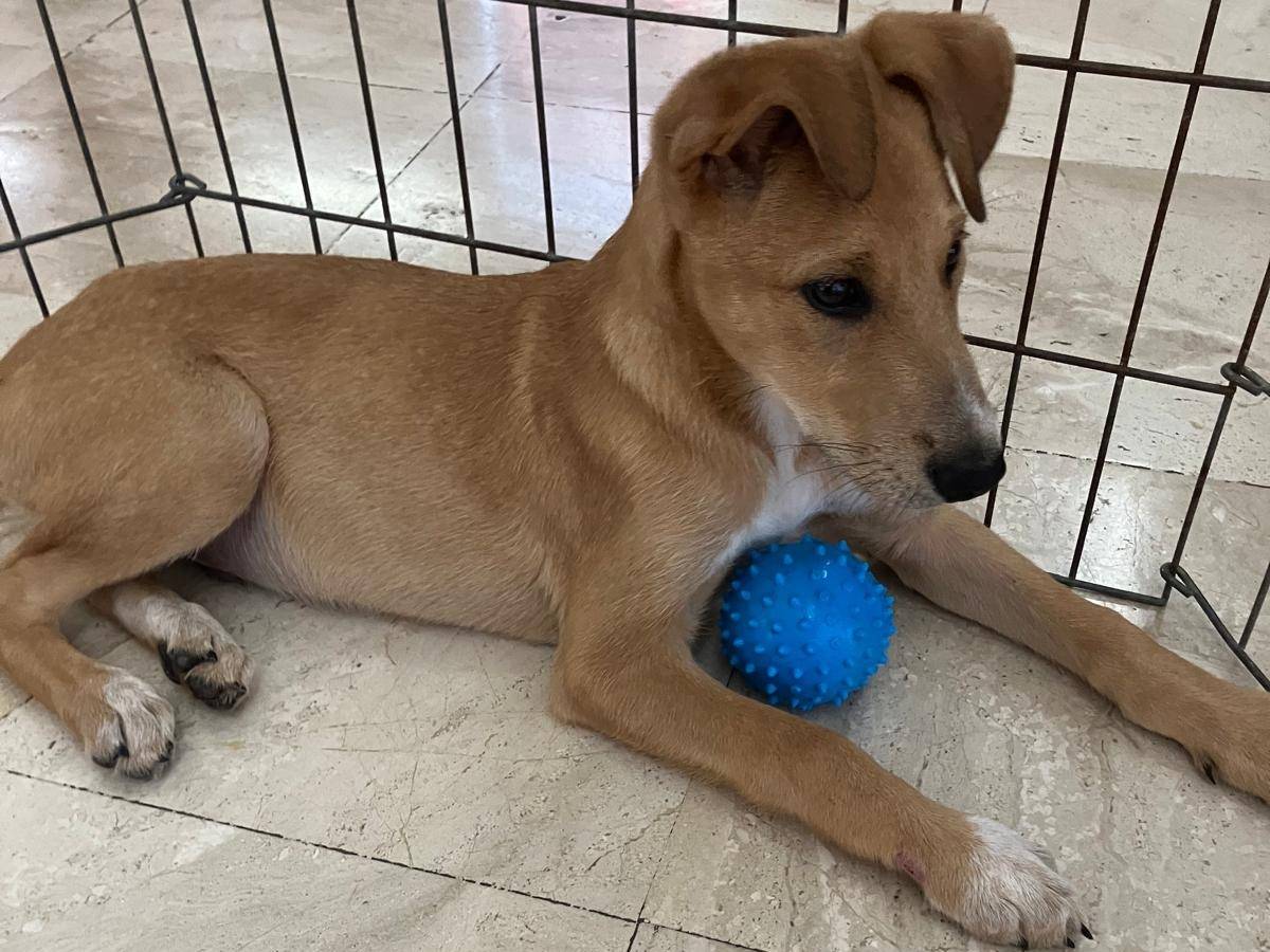Adotta un cane, taglia media contenuta, maschio, Cagliari