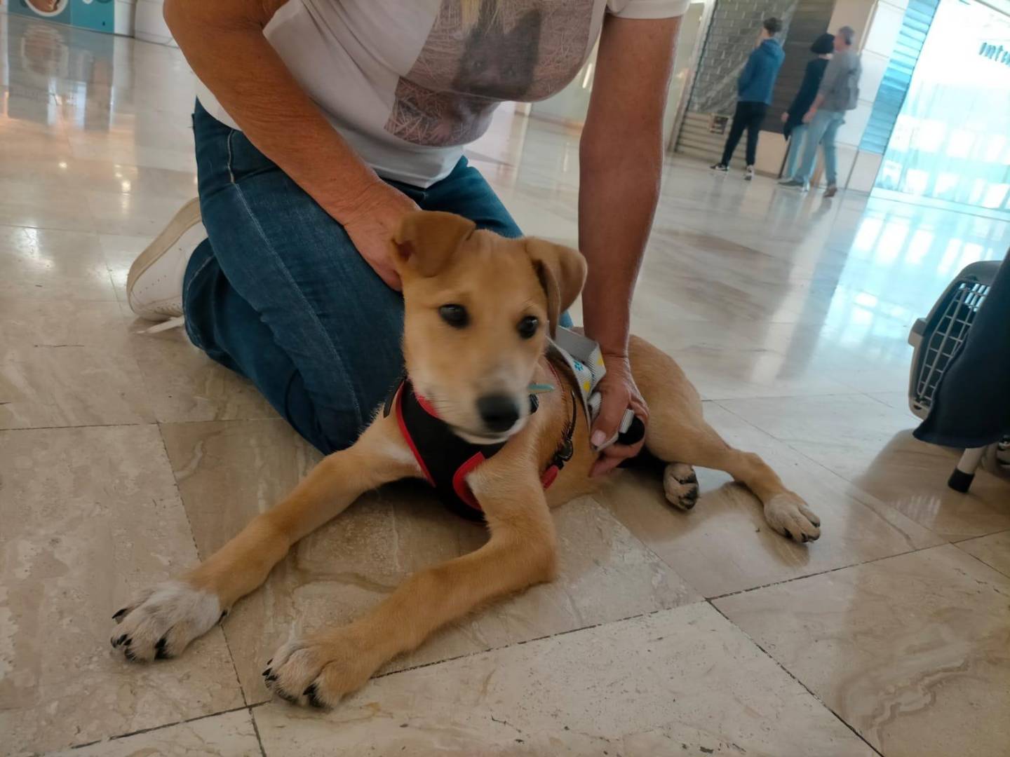 Vuoi adottare un cane a Cagliari?