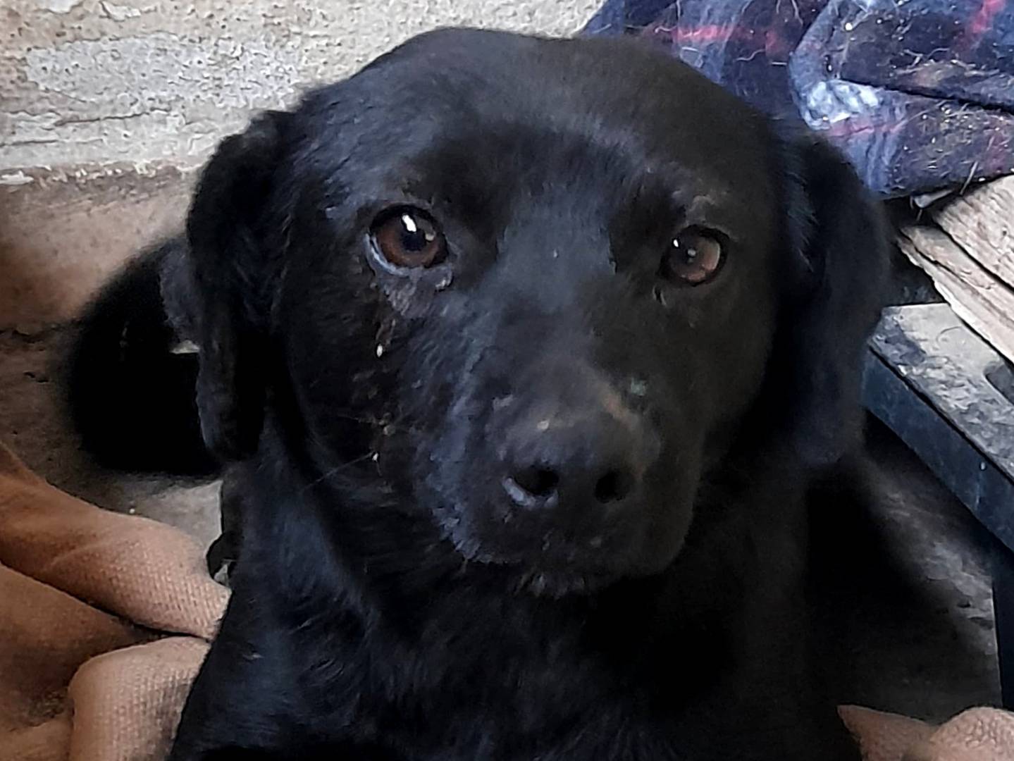 Foto dell'animale