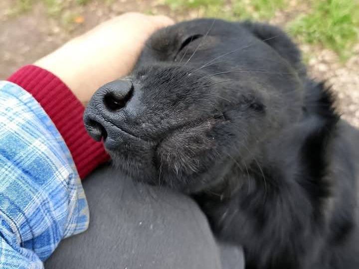 Adotta un cane, maschio, 1 anno, Napoli