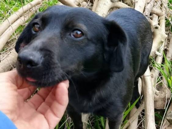 Adotta un cane, taglia piccola, maschio, Napoli