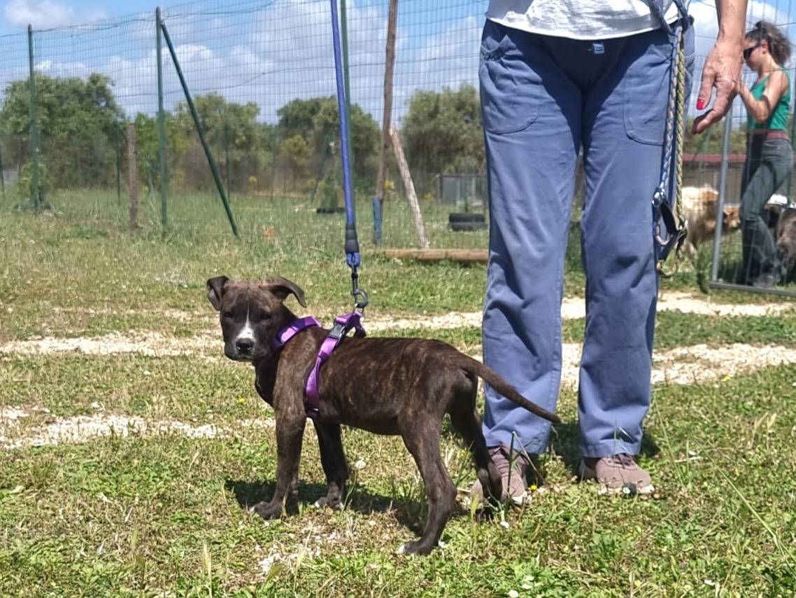 Foto dell'animale