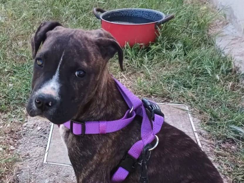 Adotta un cane, maschio, 2 mesi, Como