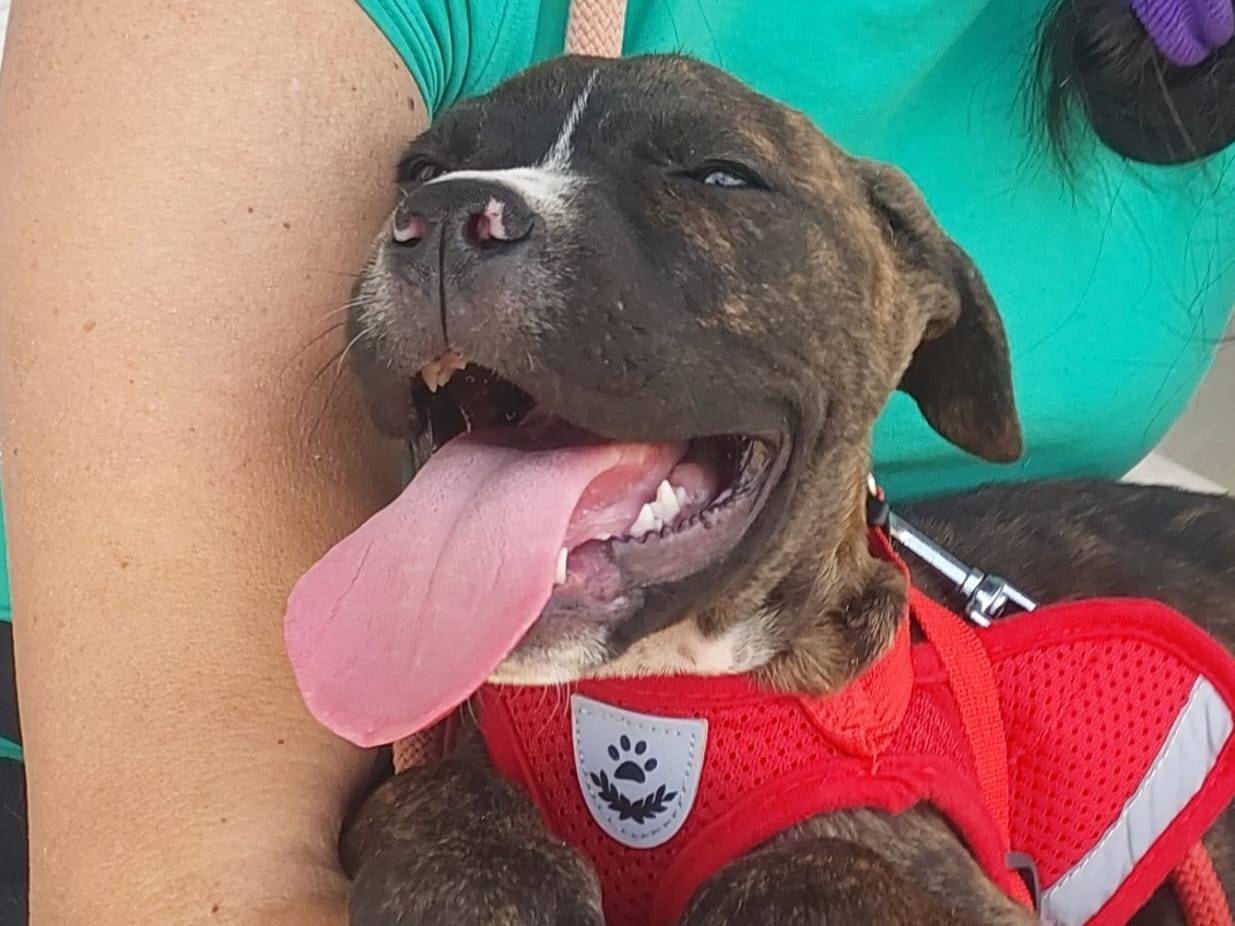 Adotta un cane, taglia media, maschio, Como