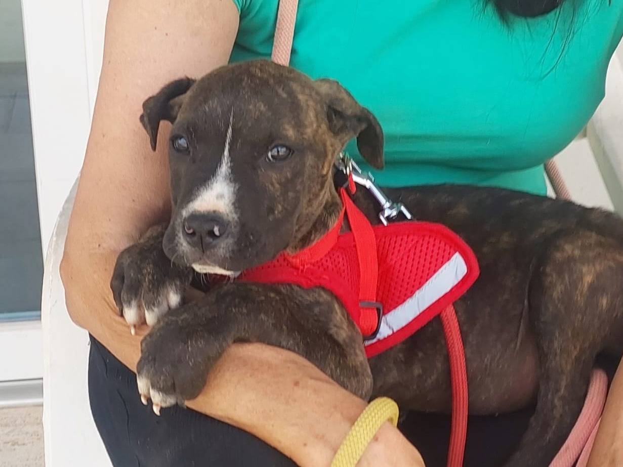 Vuoi adottare un cane a Como?