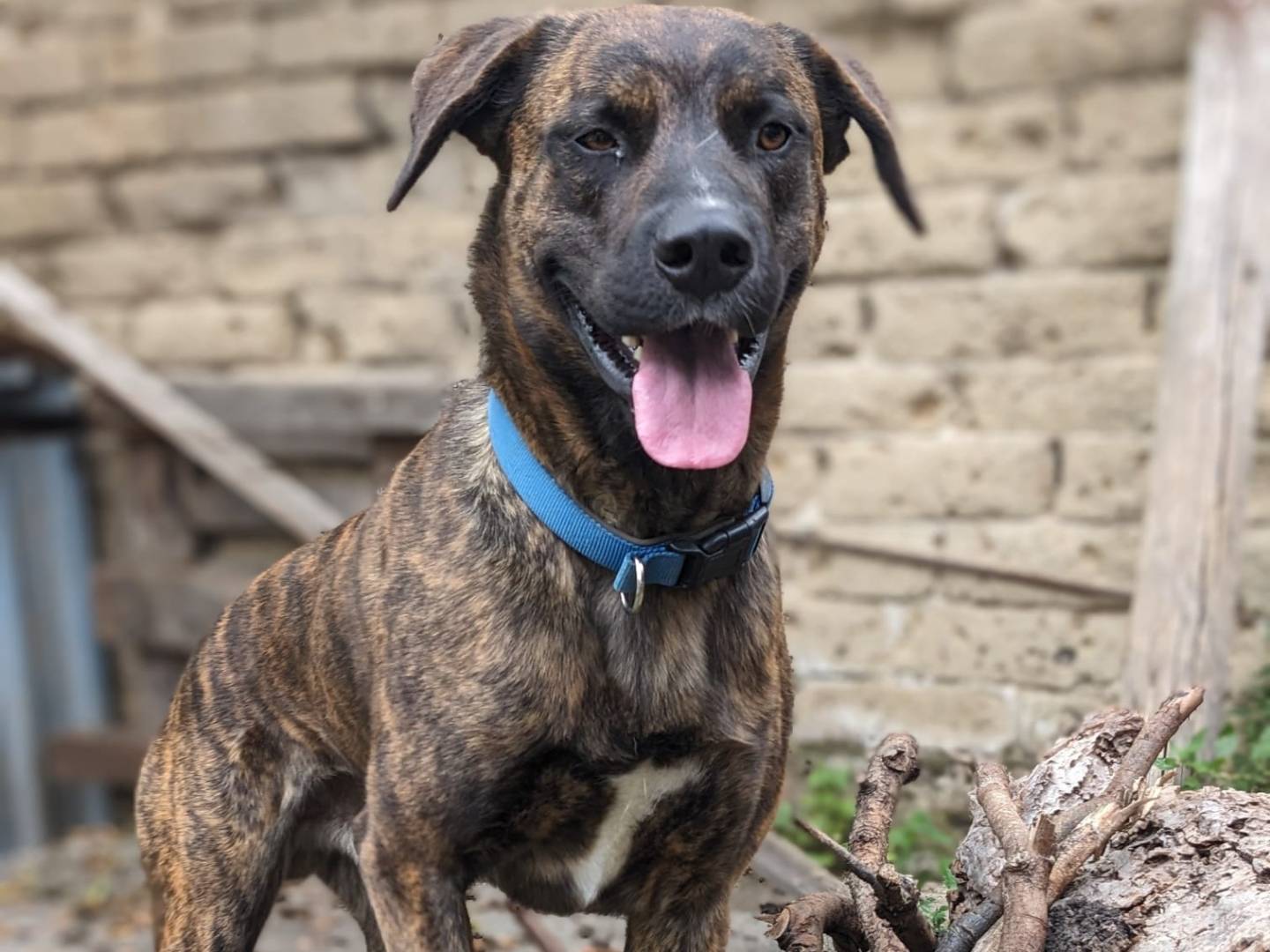 Vuoi adottare un cane a Caserta?