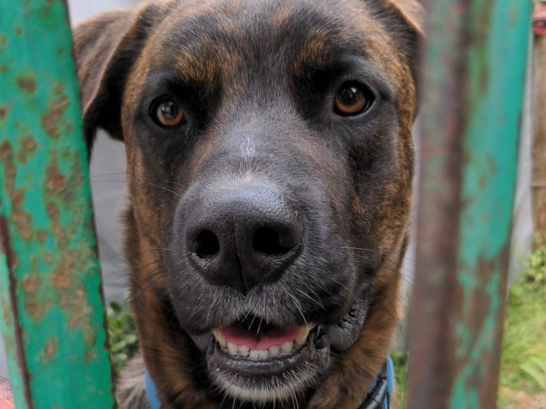 Adotta il cane BEAR a Caserta