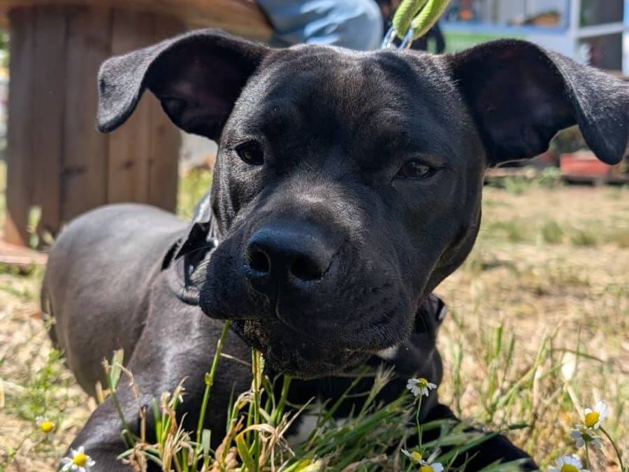 Foto dell'animale