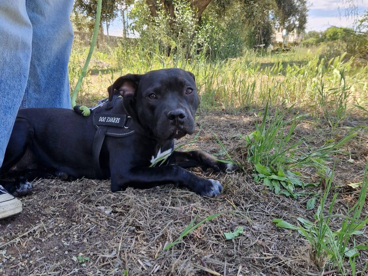 Adotta un cane, femmina, 6 mesi, Taranto