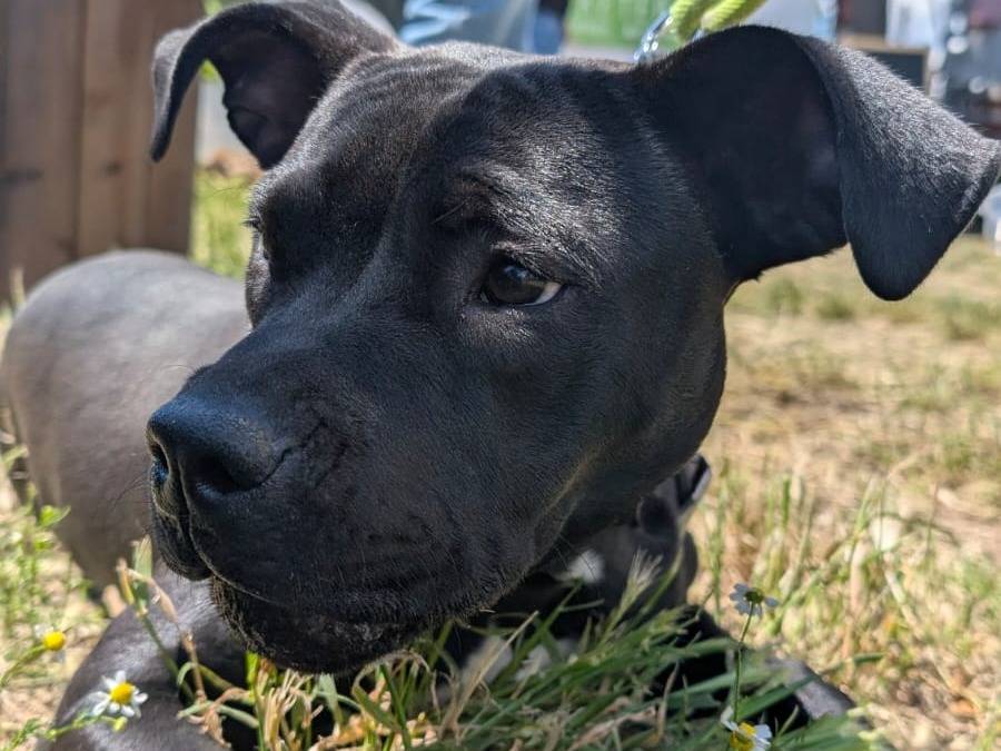 Vuoi adottare un cane a Taranto?