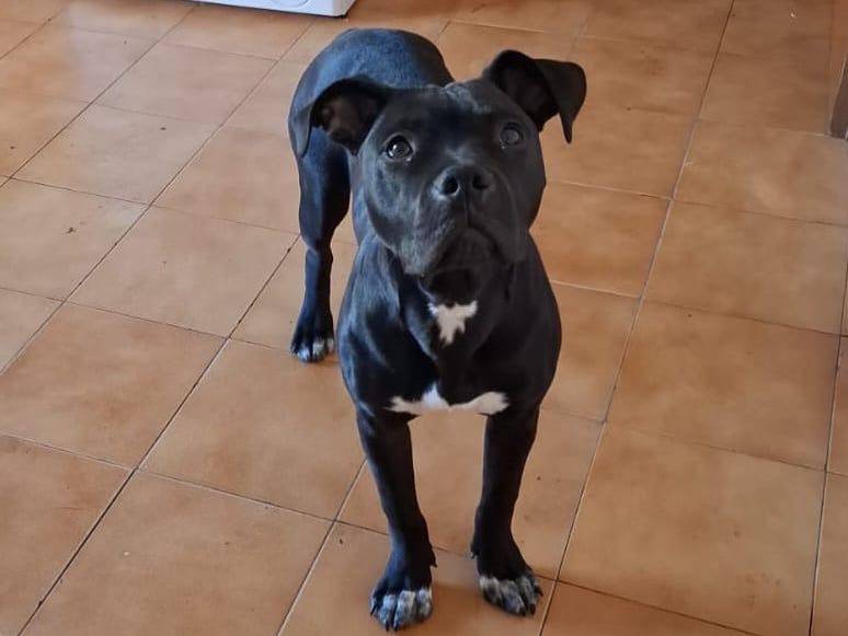 Adotta il cane Zara a Taranto