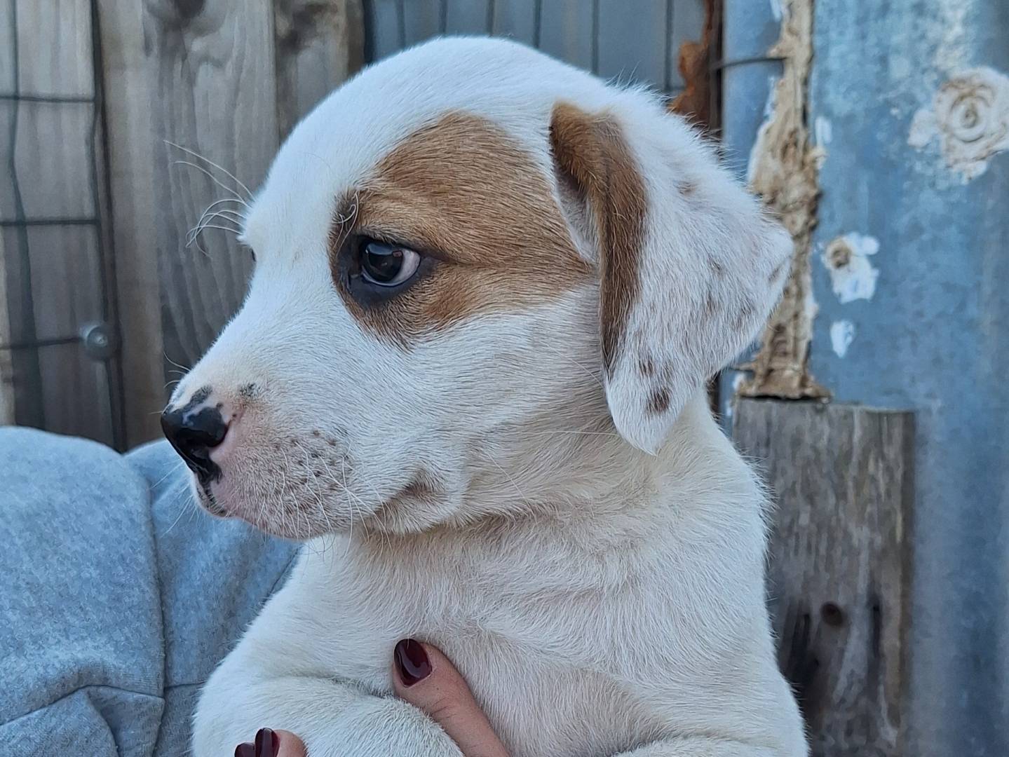 Adotta un cane, maschio, 2 mesi, Lucca