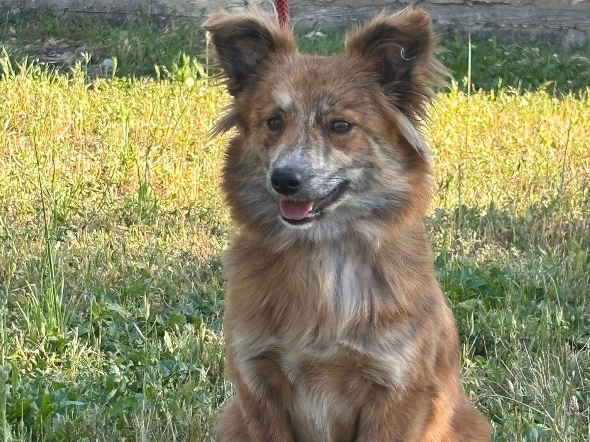 Adotta un cane, femmina, 11 mesi, Lucca