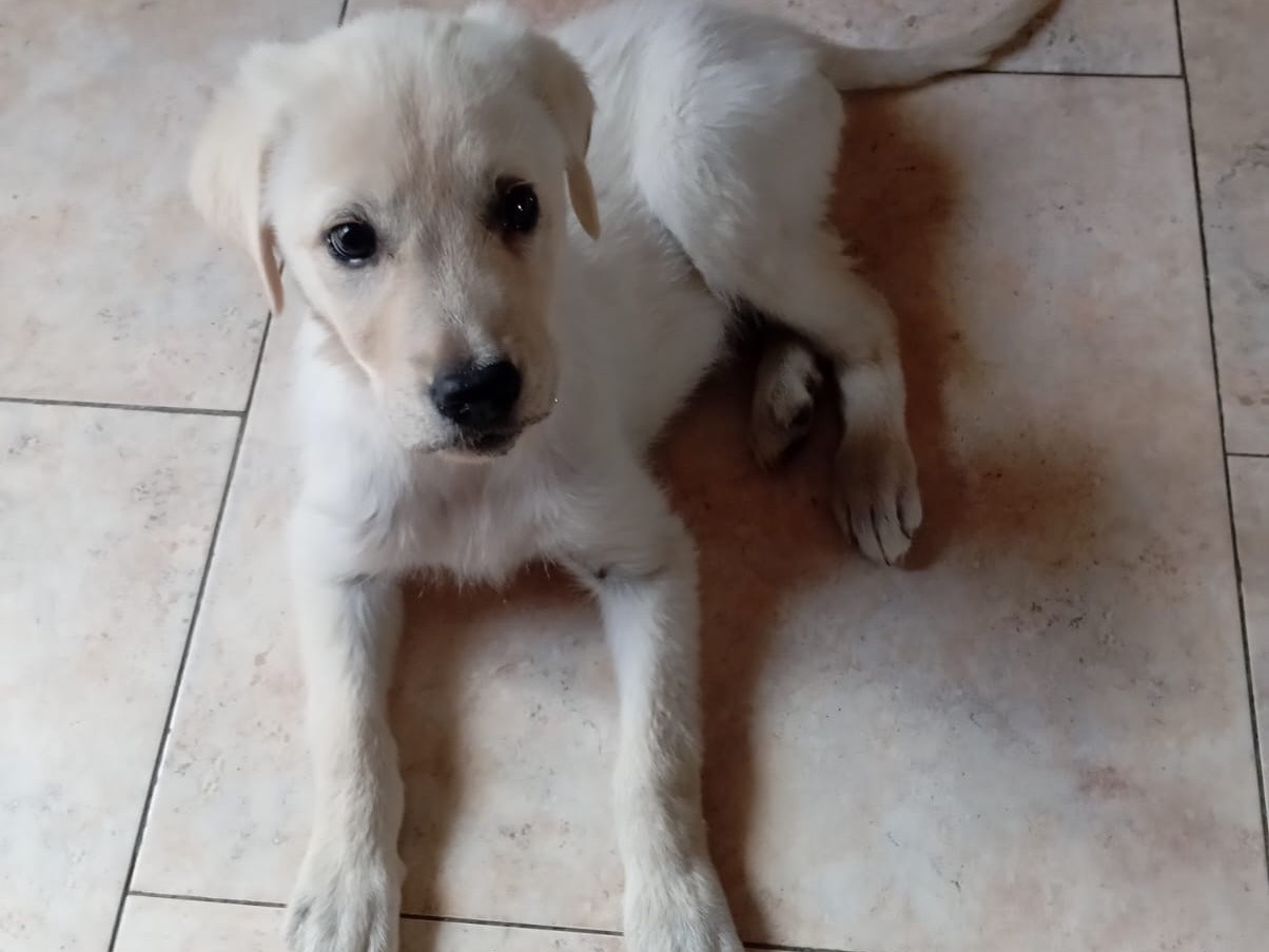 Adotta un cane, femmina, 3 mesi, Siracusa