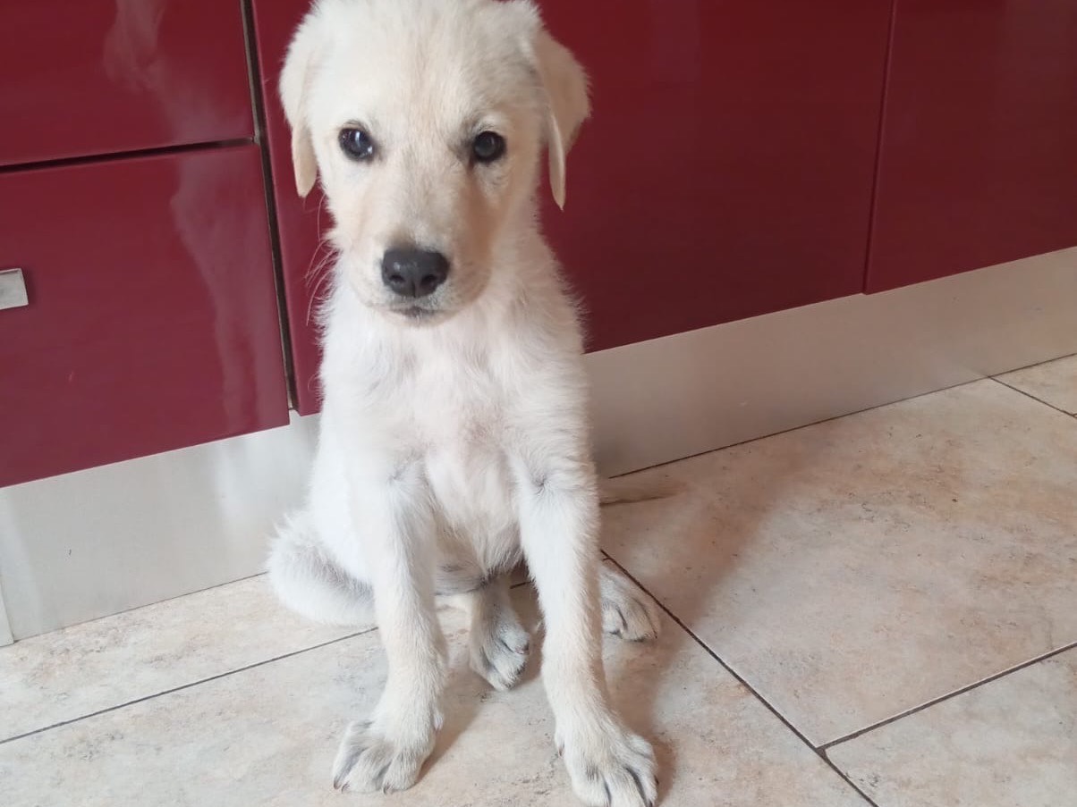 Adotta il cane Maya a Siracusa