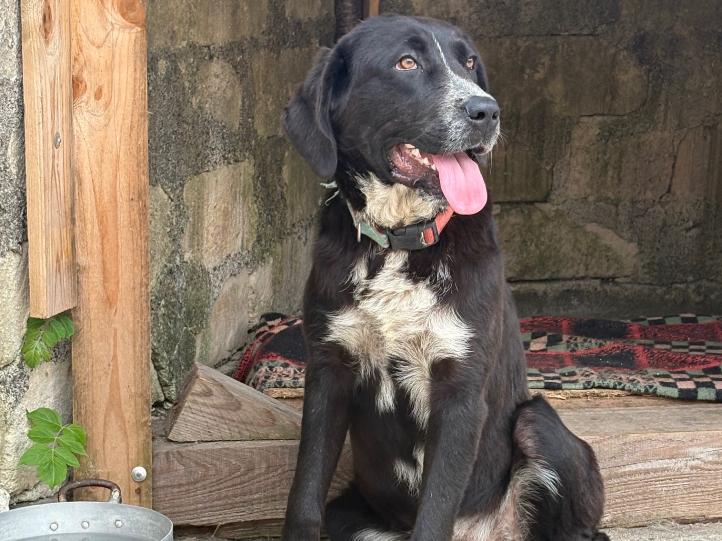 Adozione cane, femmina, Bovaro Del Bernese Razza sconosciuta, 1 anno e 3 mesi , taglia grande, Siracusa