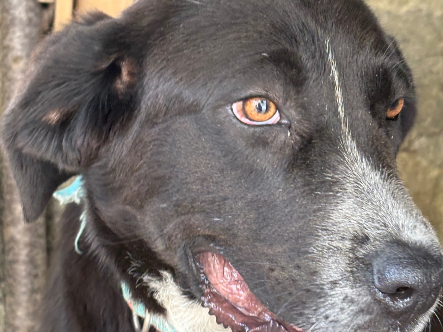 Adotta un cane, taglia grande, femmina, Siracusa
