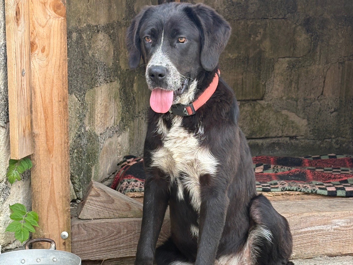 Vuoi adottare un cane a Siracusa?