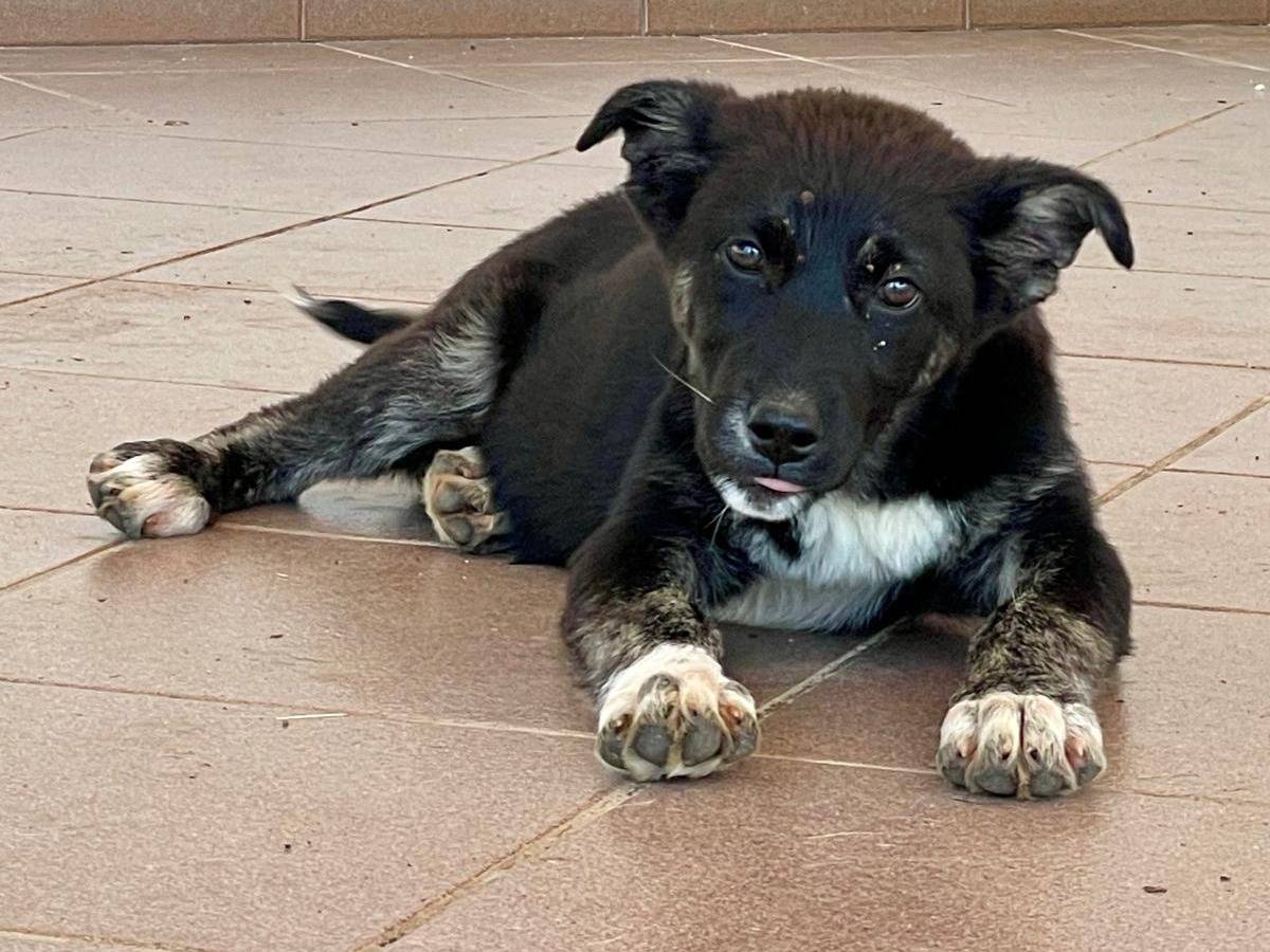 Adotta un cane, femmina, 3 mesi, Frosinone