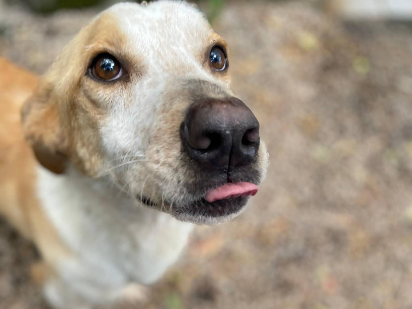 Foto dell'animale