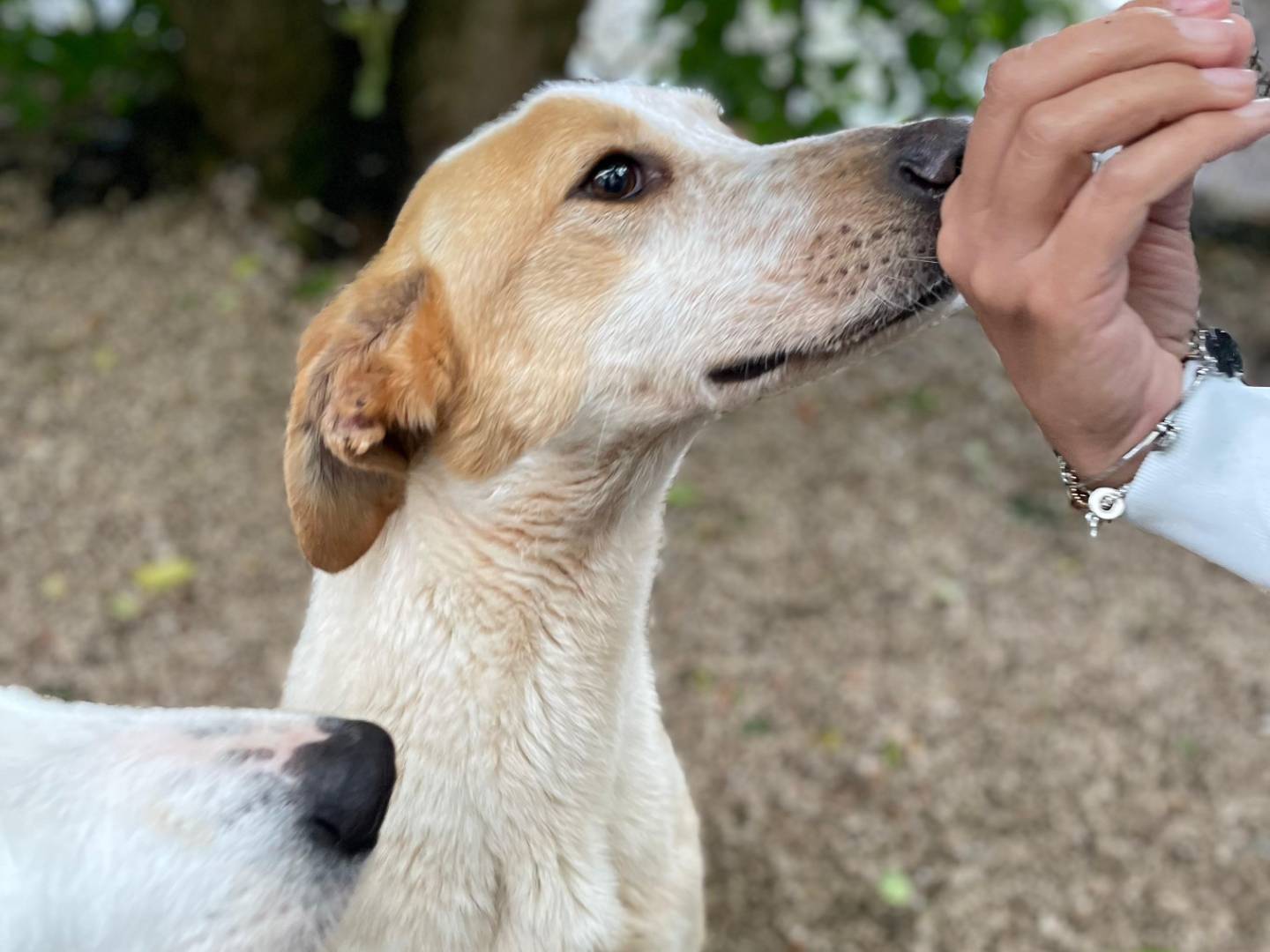 Adotta un cane, maschio, 3 anni  e 3 mesi , Latina
