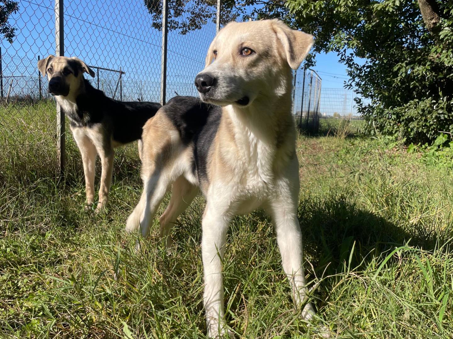 Adozione cane, maschio, Razza sconosciuta Razza sconosciuta, 1 anno e 4 mesi , taglia media, Latina