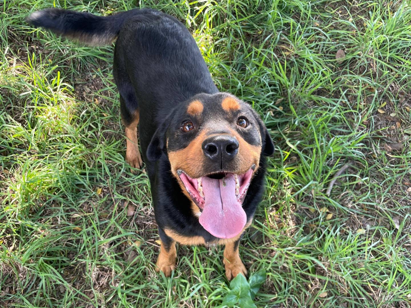 Adozione cane, maschio, Rottweiler Razza sconosciuta, 4 anni  e 7 mesi , taglia media, Latina