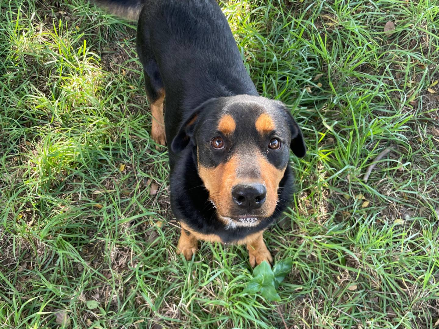 Adotta un cane, maschio, 4 anni  e 7 mesi , Latina