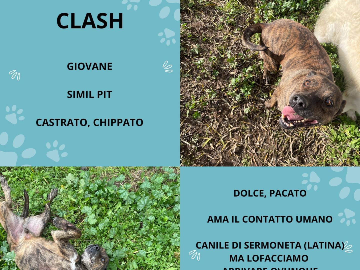Adotta un cane, maschio, 10 anni  e 3 mesi , Latina