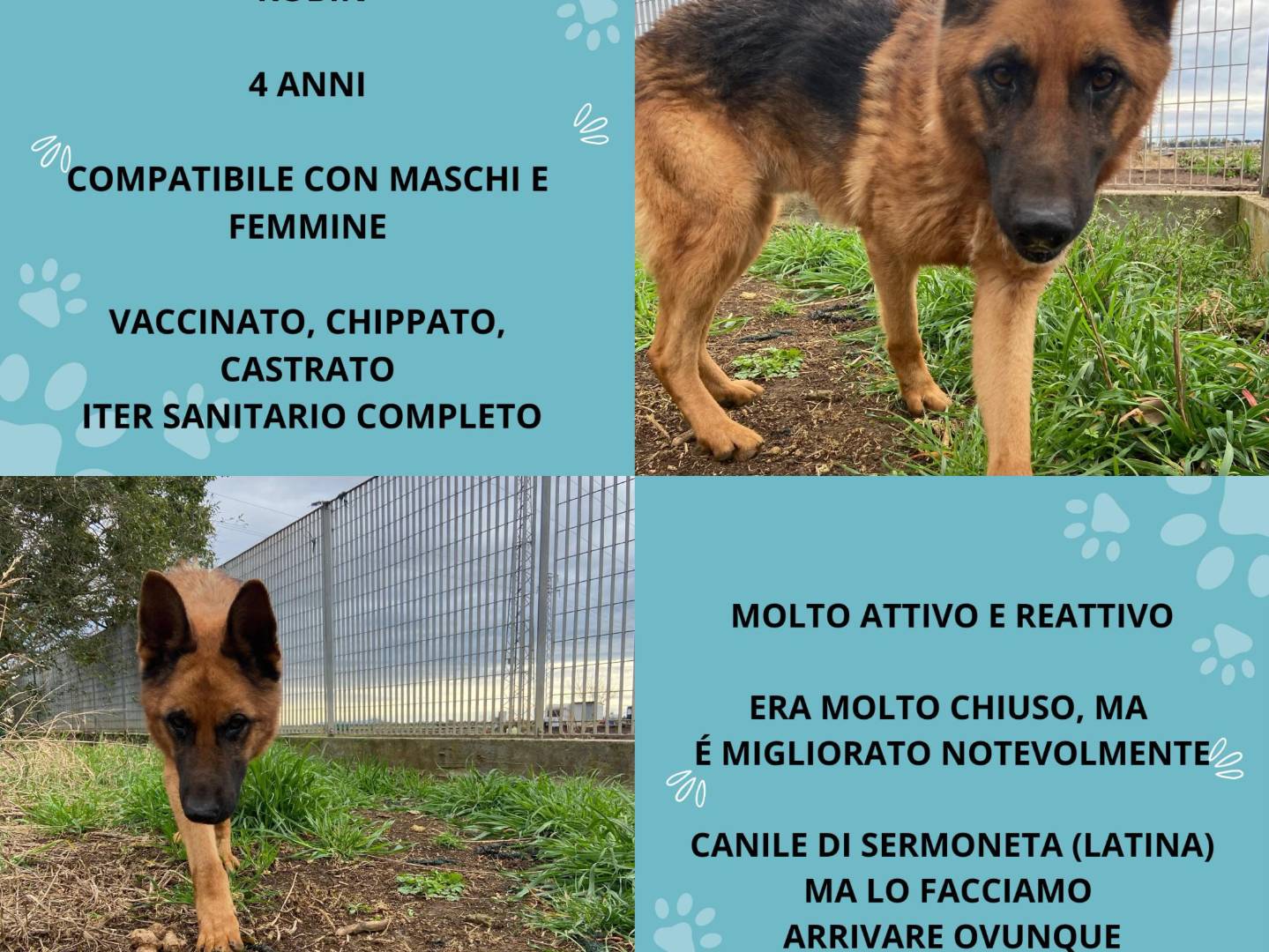 Foto dell'animale