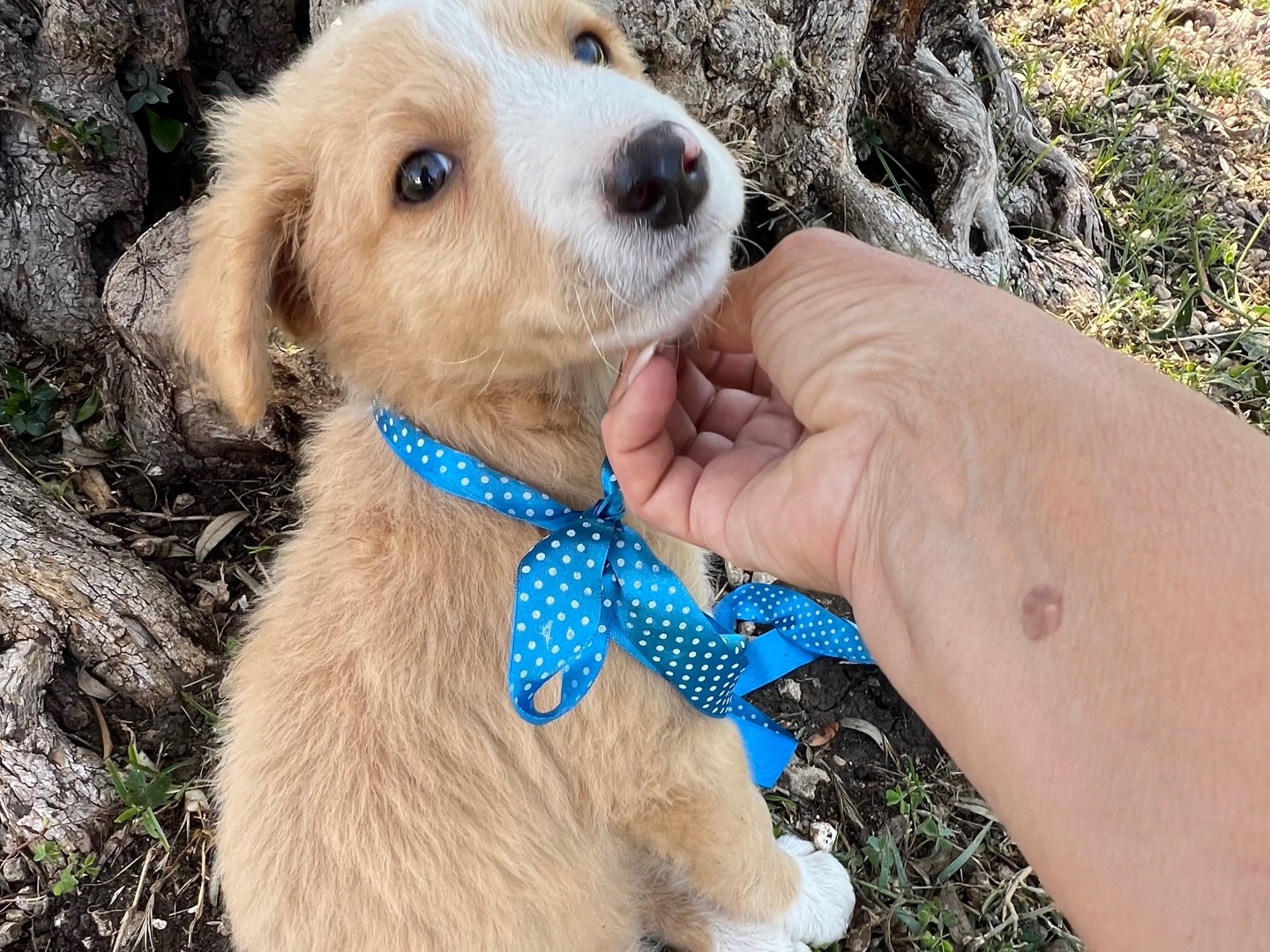 Adotta un cane, taglia media contenuta, maschio, Siracusa