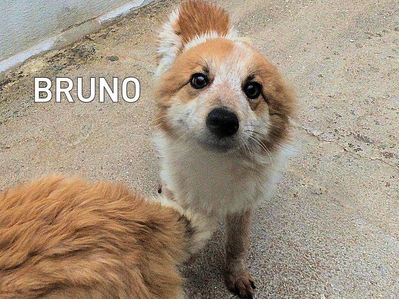 Adozione cane, maschio, Razza sconosciuta Razza sconosciuta, 1 anno e 4 mesi, taglia media, Frosinone