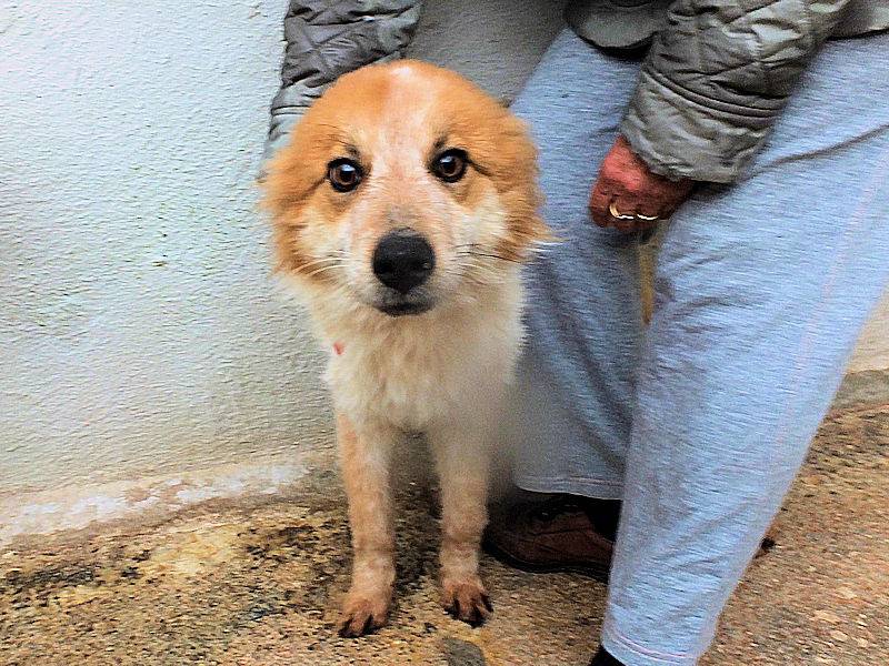 Adotta un cane, maschio, 1 anno e 4 mesi, Frosinone