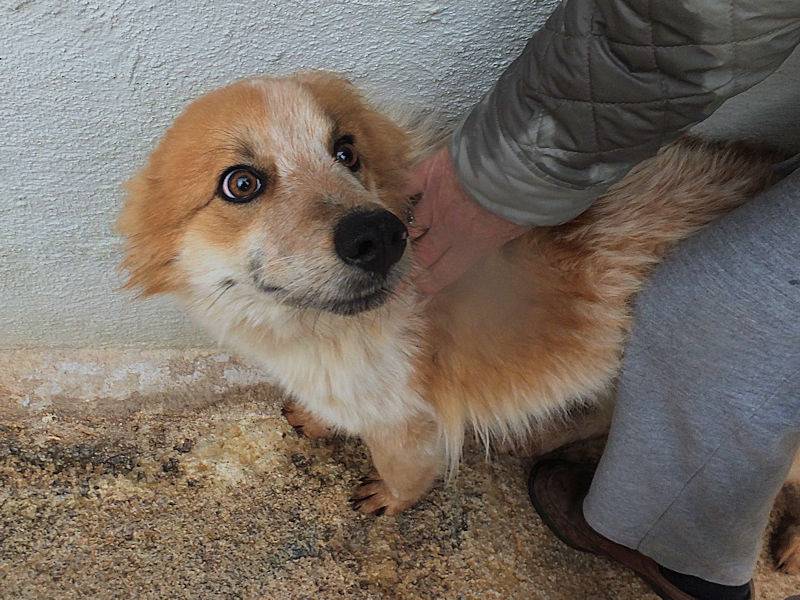 Adotta un cane, taglia media, maschio, Frosinone