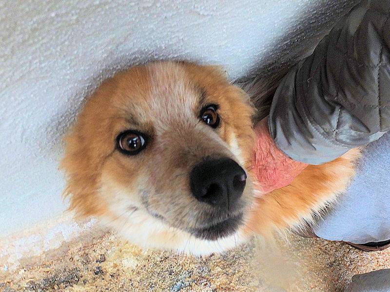 Vuoi adottare un cane a Frosinone?