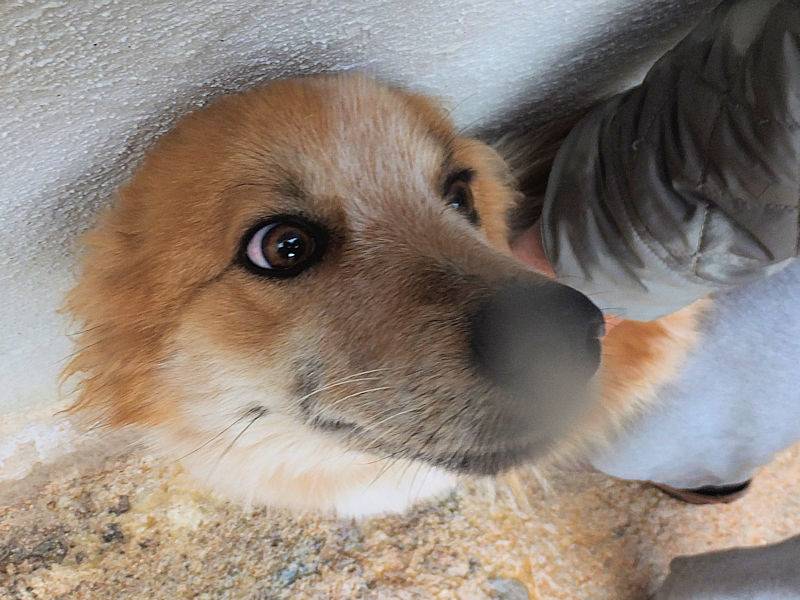 Adotta il cane BRUNO a Frosinone