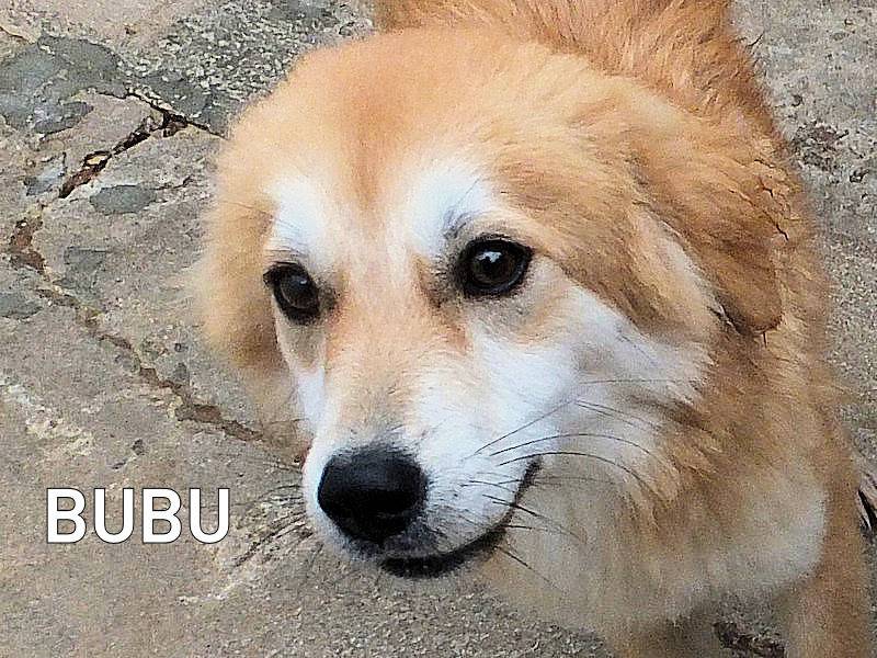 Foto dell'animale