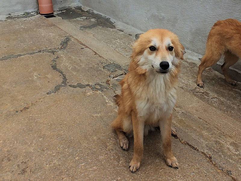 Adotta un cane, taglia media contenuta, maschio, Frosinone
