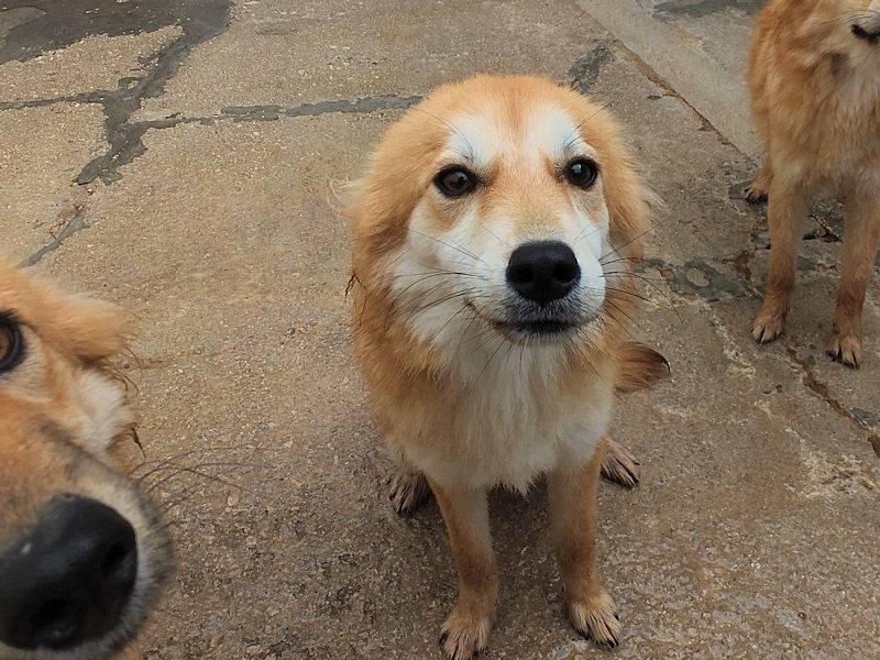 Vuoi adottare un cane a Frosinone?