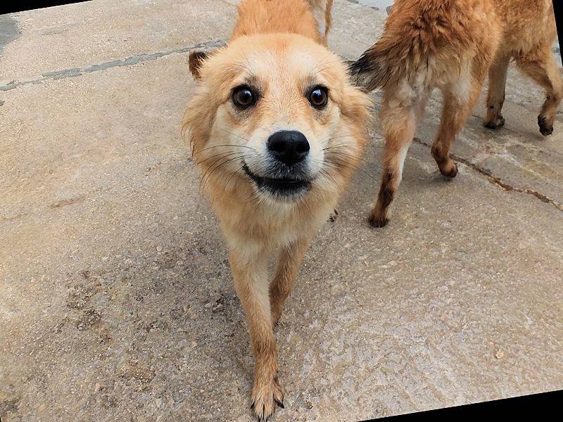 Adotta il cane BUBU a Frosinone