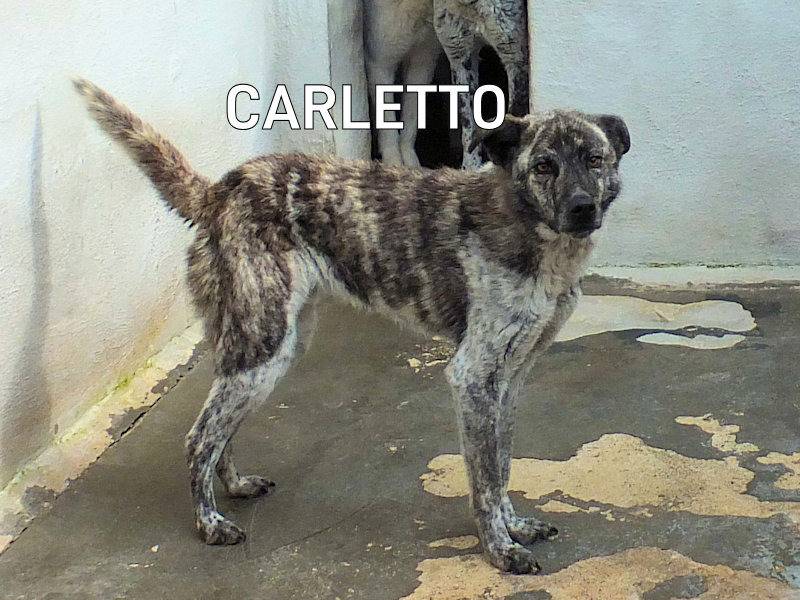 Foto 3 dell'animale