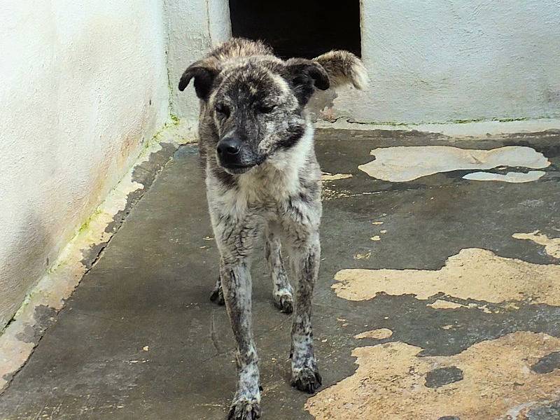 Adotta un cane, taglia media, maschio, Frosinone