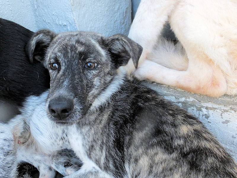 Adotta il cane CARLETTO a Frosinone