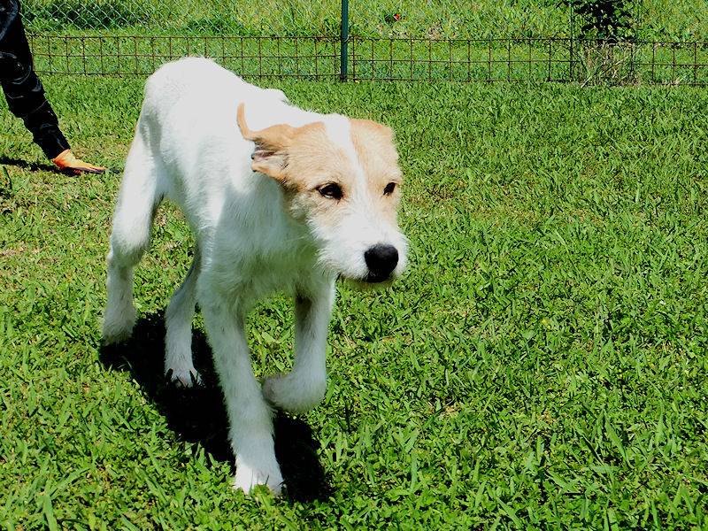 Adotta un cane, maschio, 4 anni  e 2 mesi , Frosinone