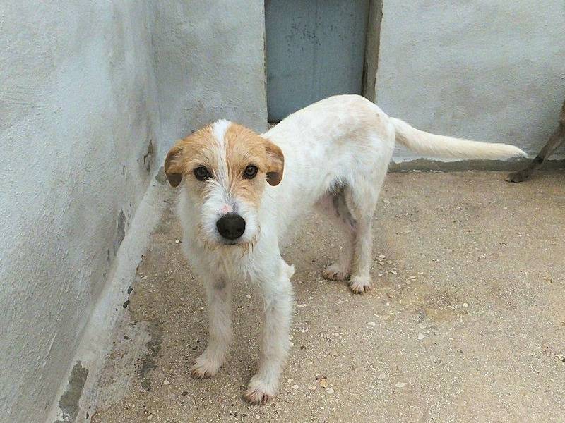 Adotta un cane, taglia media, maschio, Frosinone
