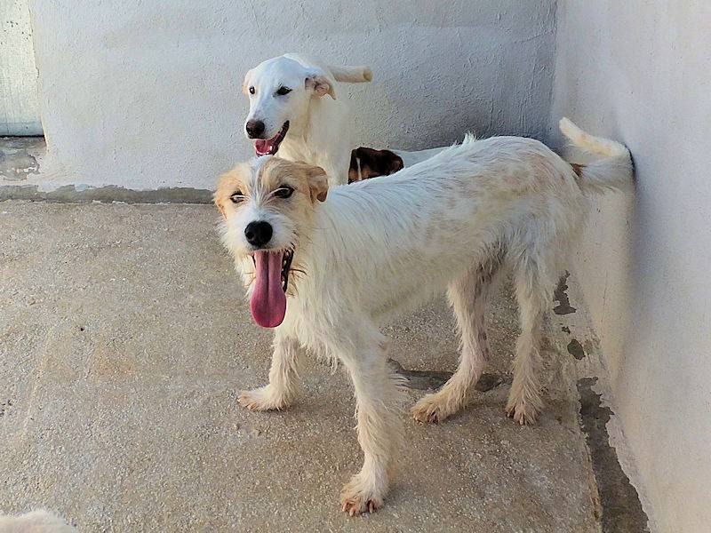Vuoi adottare un cane a Frosinone?