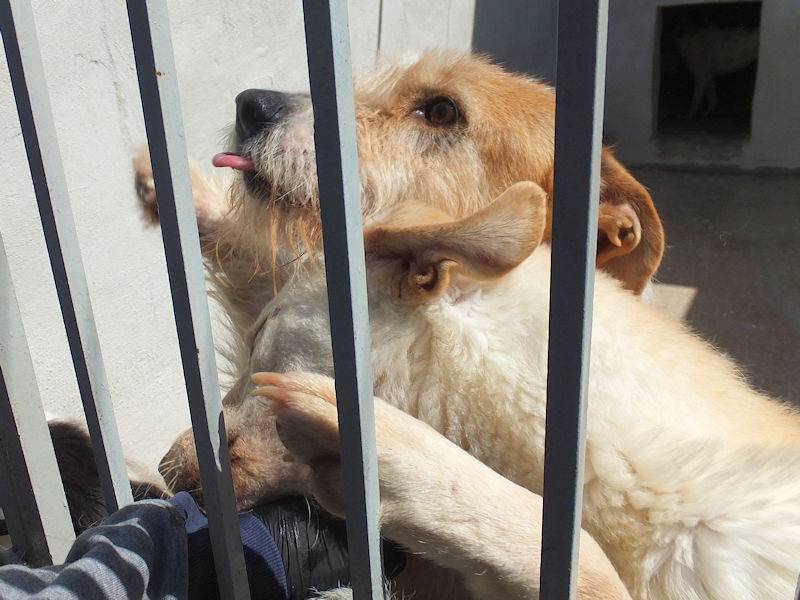 Adotta il cane CASPER a Frosinone